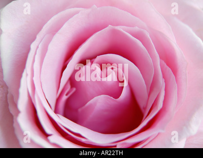 Pink Rose close-up Stock Photo