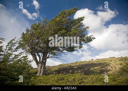 Lenga southern beech tree Nothofagus pumilio Lago Grey area Torres del Paine National Park Patagonia Chile Stock Photo