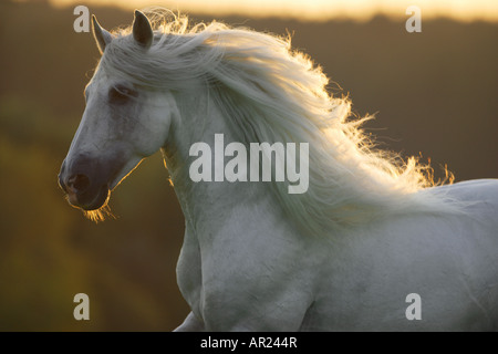 Pure Spanish-bred - porrait - sunset Stock Photo