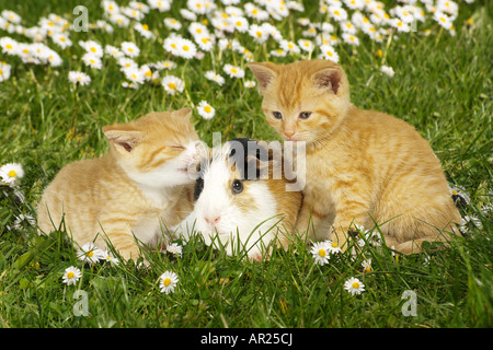 animal friendship : two kittens and guinea pig on meadow Stock Photo