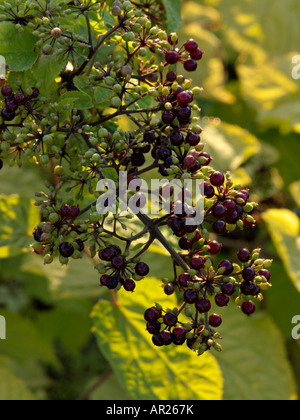 American spikenard (Aralia racemosa) Stock Photo