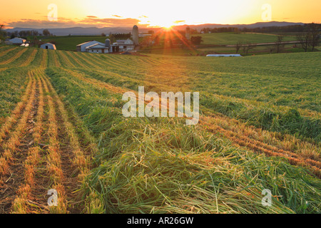 Sunset Over New Cut Hay at Sunset, Dayton, Shenandoah Valley, Virginia, USA Stock Photo