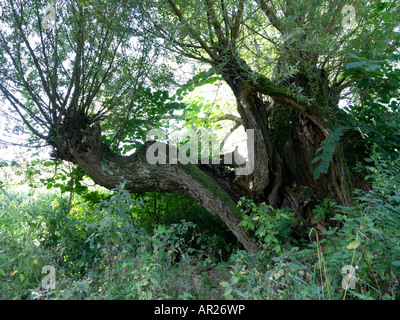 Common osier (Salix viminalis) Stock Photo