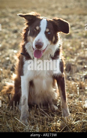 Brown border collie sheep dog in stubble field Stock Photo