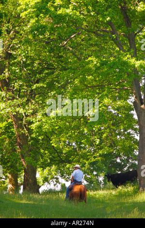Cowboy Under the Trees, Fauquier County, Virginia, USA Stock Photo