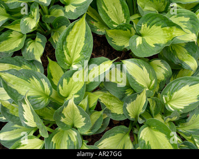 Plantain lily (Hosta Whirlwind) Stock Photo