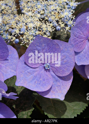 Big-leaved hydrangea (Hydrangea macrophylla 'Blaumeise') Stock Photo