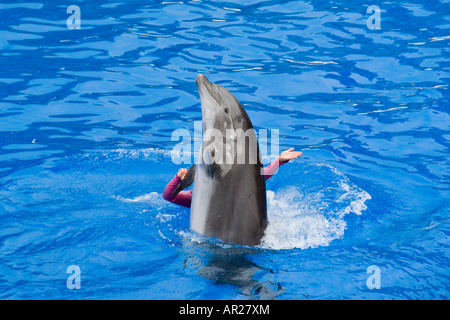 Seaworld Dolphin Performing with Trainer in Pool Stock Photo