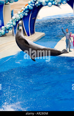 Seaworld Dolphins Jumping in Pool Stock Photo
