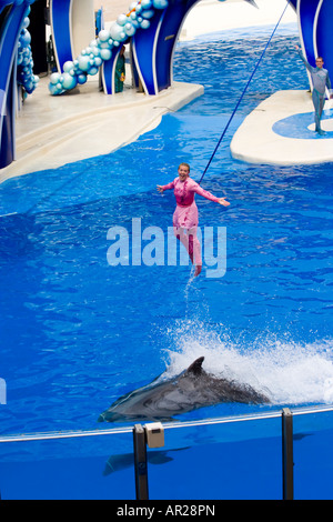 Seaworld Trainer Suspended over Dolphin Tank during Show Stock Photo