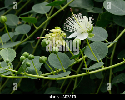 Caper plant (Capparis spinosa) Stock Photo