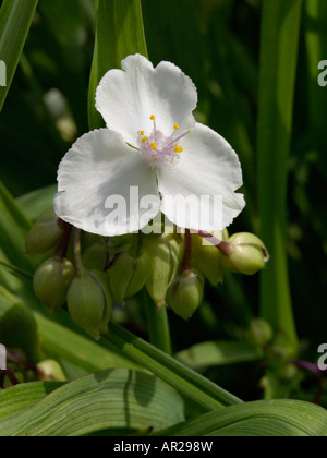 Spiderwort (Tradescantia x andersoniana 'Innocence') Stock Photo