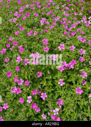 Cranesbill (Geranium x oxonianum 'Rödbylund') Stock Photo