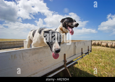 Australian Sheep dogs Stock Photo