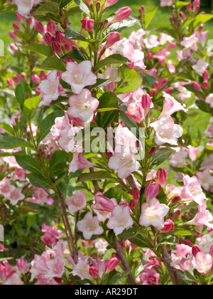 weigela (Weigela 'Carnaval', Weigela Carnaval), cultivar Carnaval Stock