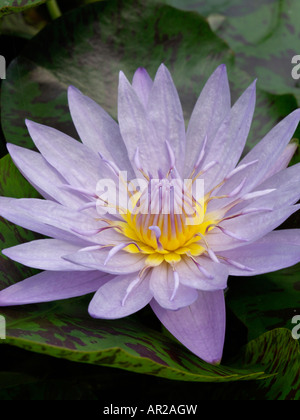 Water lily (Nymphaea Bagdad) Stock Photo