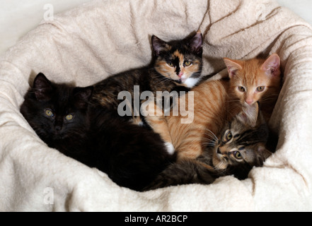 Four Eight Week Old Kittens Four Colours Ginger Tortoiseshell Tabby and Black Stock Photo
