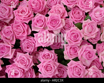 Roses (Rosa) Stock Photo