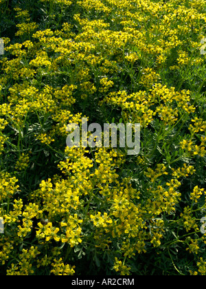 Poisonous plant / Ruta graveolens / Common Rue Stock Photo - Alamy