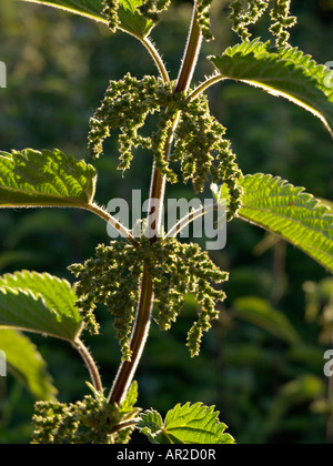 Large stinging nettle (Urtica dioica) Stock Photo