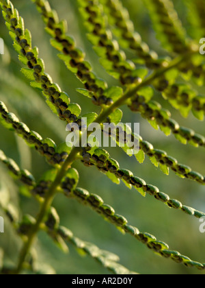 Common male fern (Dryopteris filix-mas)
