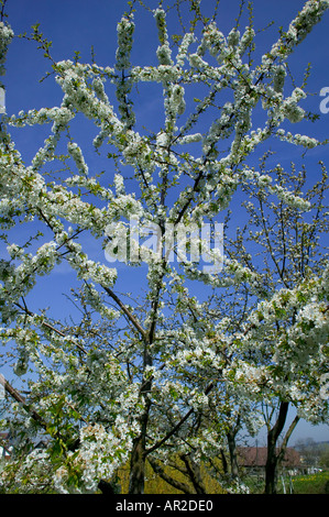 GERMANY BADEN-WÜRTTEMBERG BLOOMING APPLE TREE IN SPRINGTIME Stock Photo