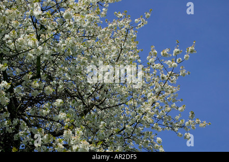 GERMANY BADEN-WÜRTTEMBERG BLOSSOMING APPLE TREE IN SPRINGTIME Stock Photo