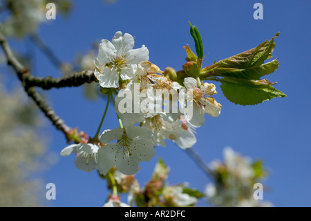 GERMANY BADEN-WÜRTTEMBERG FLOWER OF BLOSSOMING APPLE TREE IN SPRINGTIME Stock Photo