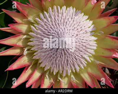 King protea (Protea cynaroides) Stock Photo