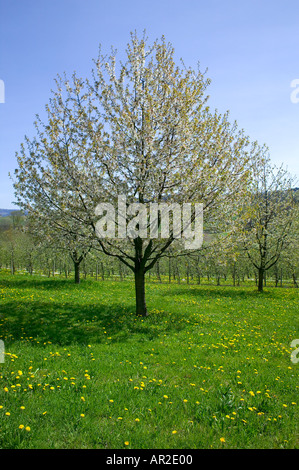 GERMANY BADEN-WÜRTTEMBERG ORCHARD WITH BLOOMING APPLE TREES IN SPRINGTIME Stock Photo