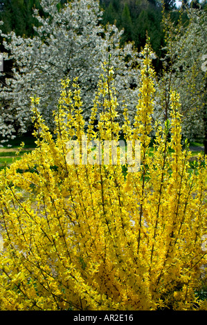 GERMANY BADEN-WÜRTTEMBERG BLOOMING YELLOW FORSYTHIA BUSH AND APPLE TREE IN SPRINGTIME Stock Photo