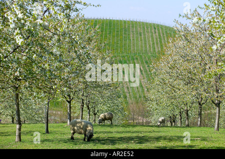 GERMANY BADEN-WÜRTTEMBERG SHEEP GRAZING IN ORCHARD WITH BLOOMING APPLE TREES AND VINEYARD IN SPRINGTIME Stock Photo
