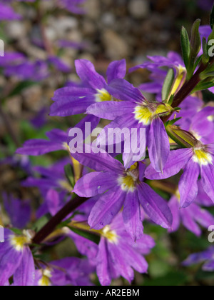 Fairy fan-flower (Scaevola aemula) Stock Photo