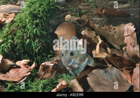wood mouse, long-tailed field mouse (Apodemus sylvaticus), between autumn foliage, Germany Stock Photo
