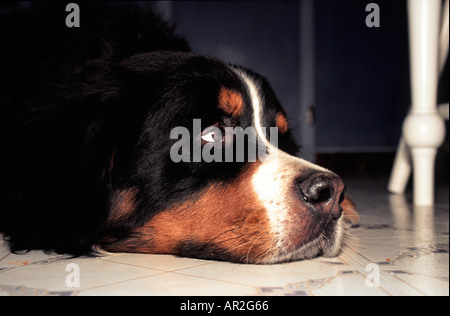 Older male Bernese Mountain dog resting on the kitchen floor Stock Photo