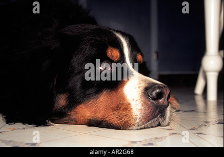 Older male Bernese Mountain dog resting on the kitchen floor Stock Photo