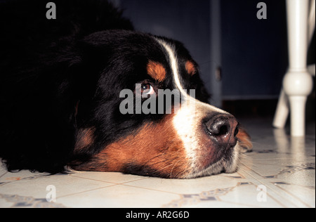 Older male Bernese Mountain dog resting on the kitchen floor Stock Photo