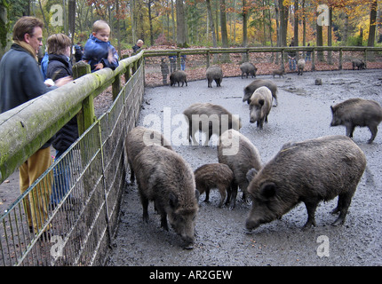 wild boar, pig, wild boar (Sus scrofa), family feeding wild boars on the Hohenstein in autumn, Germany, North Rhine-Westphalia, Stock Photo