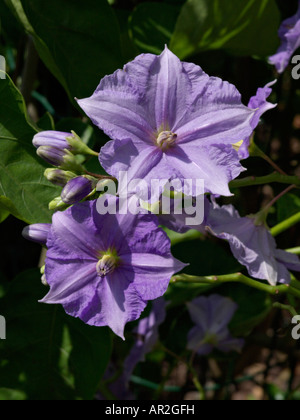 Costa Rican nightshade (Solanum wendlandii) Stock Photo