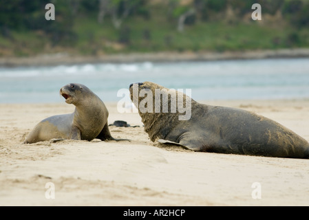 Young Hookers Sea Lion pup (Phocarctos hookeri) looks askance at a large male Stock Photo
