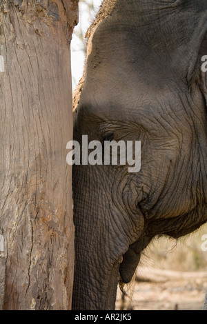 Elephant Head with Trunk Shot Luge on a Pillar