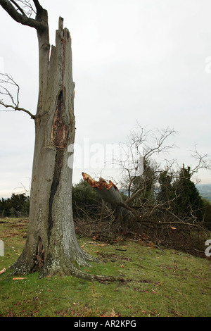 Storm damaged tree UK Stock Photo - Alamy