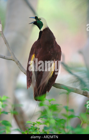 emporer of germany bird of paradise (Paradisaea guilielmi), calling Stock Photo