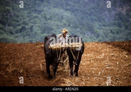 Ploughing the fields, near Vinales, Pinar del Rio, Cuba. Stock Photo