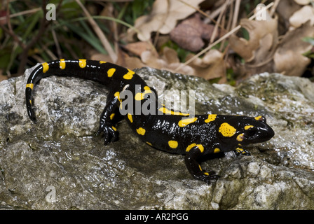 Greek fire salamander (Salamandra salamandra werneri), on a stone, Greece, Thessalien, Berg Kato Olympos, Platamonas Stock Photo