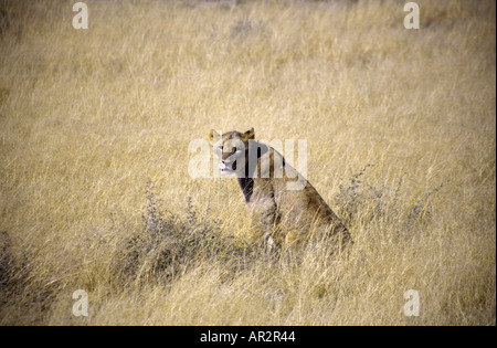 Lioness in the long grass posing for the cameras, Etosha National Park, Namibia, Southern Africa. Stock Photo
