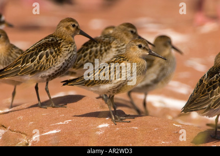 Dunlin roosting over high tide Stock Photo