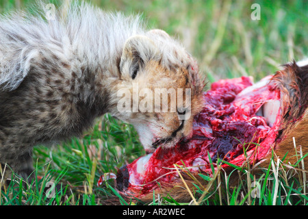 Cheetah cub eats prey Thomson Thompsons Gazelle Masai Mara Kenya EAfricaast Stock Photo