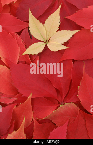 A yellow leaf on red leaves, all of them from Virginia Creeper. Stock Photo