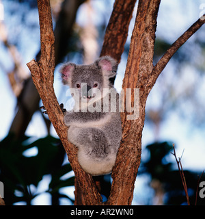 Koala Bear in tree Stock Photo - Alamy